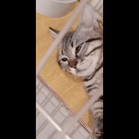 Mỗi lần con mèo của tôi ngủ, tôi lại nghi nó chết rồi.