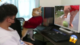 AWW SO FUNNY😂😂 Super Dogs And Cats Reaction Videos (เสียงที่ซื่อสัตย์) 88