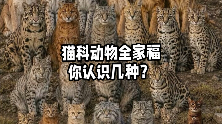 ภาพรวมครอบครัวสัตว์ตระกูลแมว! คุณรู้จักกี่ชนิด?