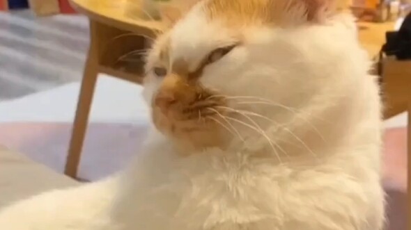 Kucing yang Berubah Wajah