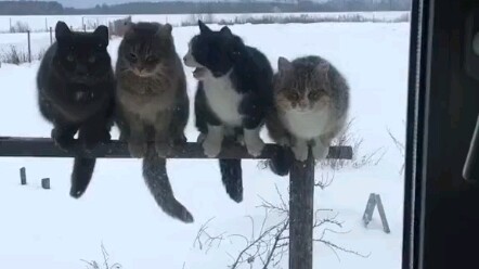 As soon as it gets cold, stray cats start showing up at my place.