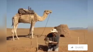 Những video hài hước