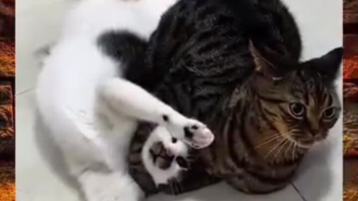 WWE kucing .. seru banget!!!