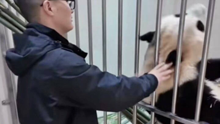 Fubao và “bố nuôi” thân thiết đến thế, chẳng phải khiến một số người ghen tị đến phát thèm sao?