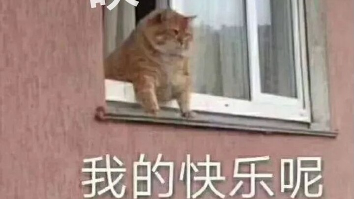 Looking for a cat-loving roommate—experience the joy of cat ownership at zero cost