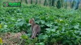 kucing petani berburu mangsa di hutan