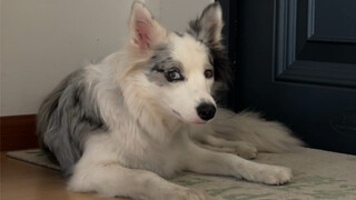 عندما تظاهرت بأنني نسيت أن أمسح قدمي الجرو