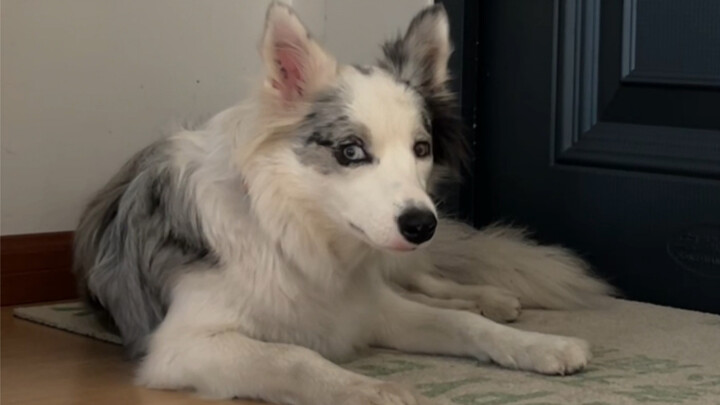 เมื่อฉันแกล้งทำเป็นลืมเช็ดเท้าให้ลูกสุนัข