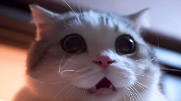 Selesaikan teka-teki bersama kucing, dan kucing juga bantu aku cari potongan-potongannya!