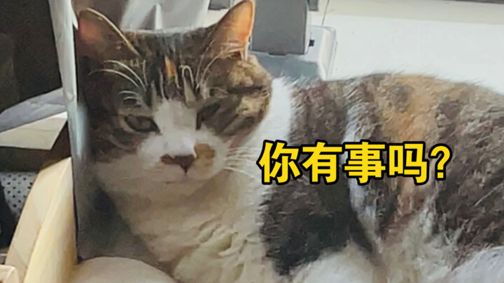 Perbedaan antara cara kucing dan babi tidur itu terlalu mencolok!