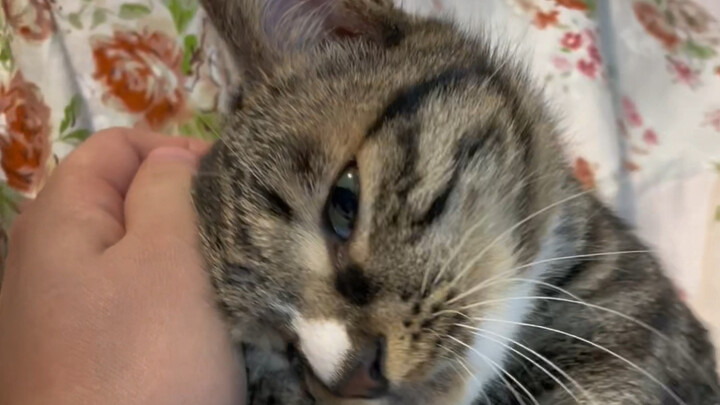 Kitten: I’ve missed you so much after just one day!! How can a calico cat be such a tease?
