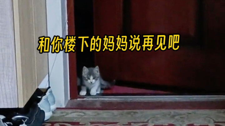 Giờ đây, xuất hiện chính là bố mẹ ruột của bạn, những người hoàn toàn không có quan hệ huyết thống!