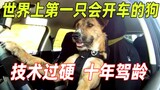 世界上第一只会开车的狗子，仅用8周掌握开车技能，120天拿到驾照