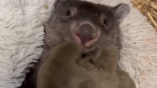 An animal rescue center took in a wombat from outside, but it ran away on its own after only two day