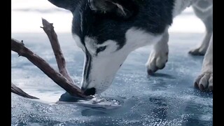 一条狗狗的潜能有多大 "狗狗  "雪橇犬