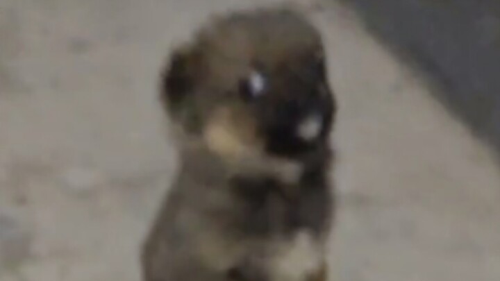 น้องหมาน้อยเรียนรู้ที่จะนั่งในวันแรก