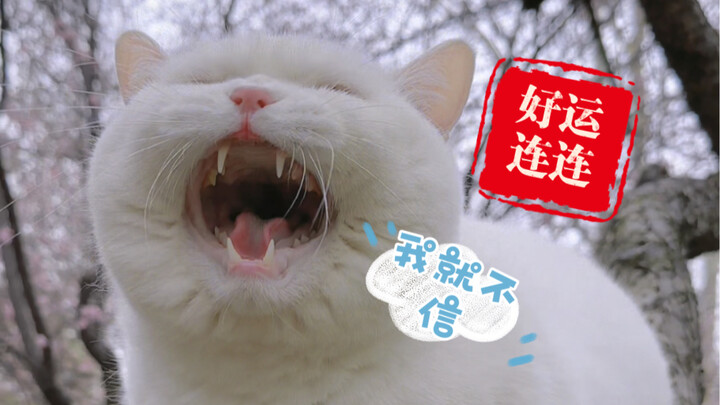 Thật sự vận may liên tiếp, thậm chí mang thai liên tiếp, hay là bạn cũng mang theo chút đi