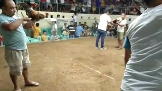 bulik lang sakalam