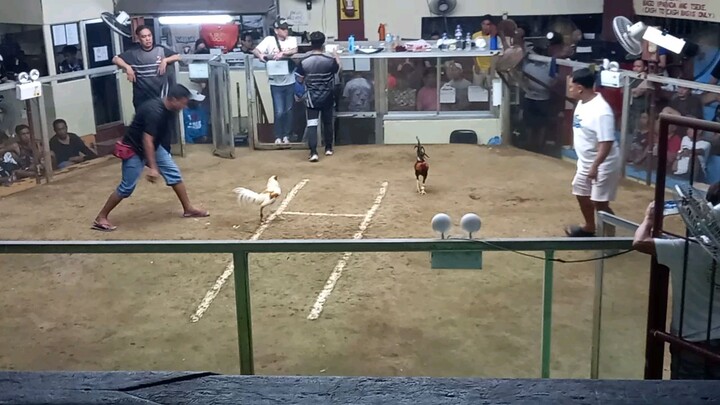 MCJ-AA GF Sabong Pinas 5K Sweater line WIN champion