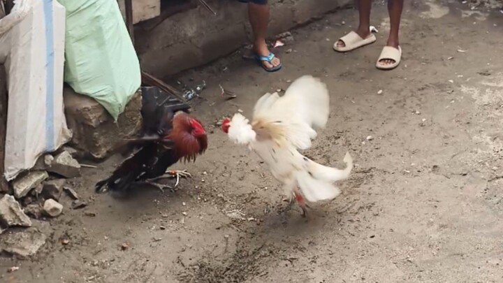 Puti/Binabae vs Mayahin
