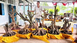 MƯỜI MAI VÀNG ngày 13/7/2024 (#O337573339 MƯỜI ) PHÔI MAI TỨ QUÝ, MAI VÀNG @bonsaicantho