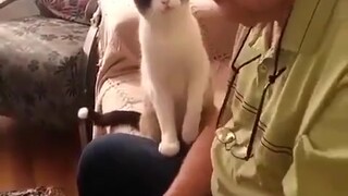 Kakek menepuk kucing itu beberapa kali, dan kucing itu bangkit dan menepuk Kakek beberapa kali, sung