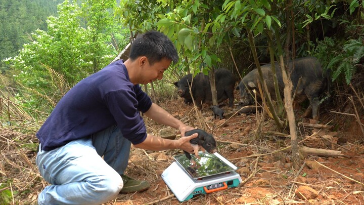Huanong Brothers: Feed the sows with some sweet potatoes from our brothers' house and weigh the pigl