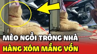 Bé mèo ngồi TRÔNG NHÀ bị hàng xóm MẮNG VỐN vì quá DỄ THƯƠNG 😂 | Yêu Lu