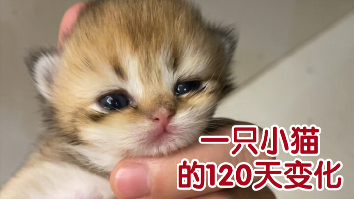 A Kitten’s Transformation Over 120 Days