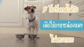 5 สิ่งที่คาดไม่ถึง เมื่อให้อาหารน้องหมาไม่ตรงเวลา SudPad-Dog