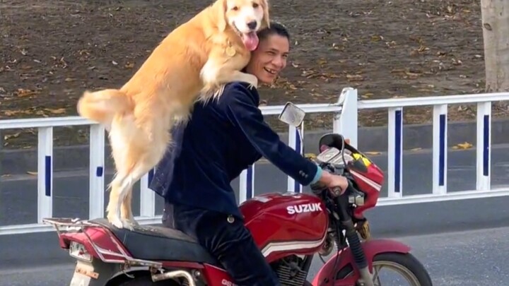 ลูกหมาโกลเด้นสีทองช่วยเยียวยาทุกความเศร้า!