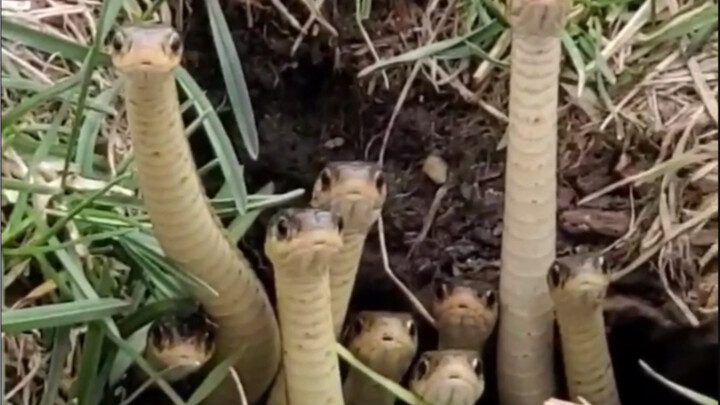 لا يُسمح بالاجتماعات الداخلية الآن! حتى لو كنتَ لطيفًا جدًا!