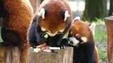 The Red Panda  probably thinks the apple over there are sweeter