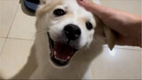 How healing is a puppy smile? Will you still be unhappy today?