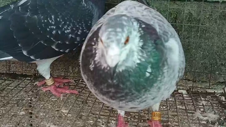 day 1 vlog #trending #bilibili #fypppp