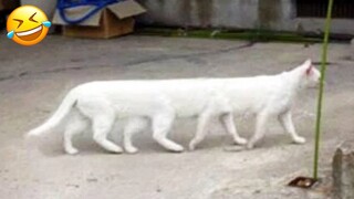 Adorable Cats and Dogs 😻🐶 New Funny Animals 😂 Part 22