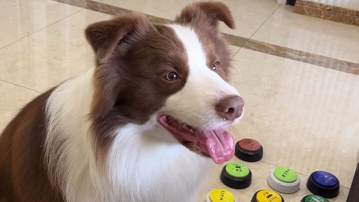 What happens if you keep petting a dog and suddenly smack it?