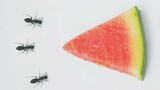 【Time Lapse】Ants eat watermelon. Nothing left after 50 hours