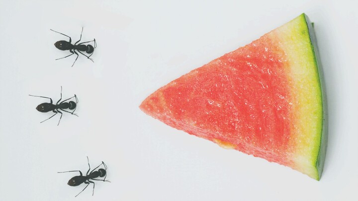 【Time Lapse】Ants eat watermelon. Nothing left after 50 hours