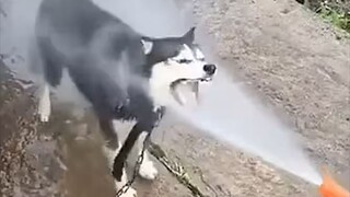 “ 狗的天敌果然是人 ”