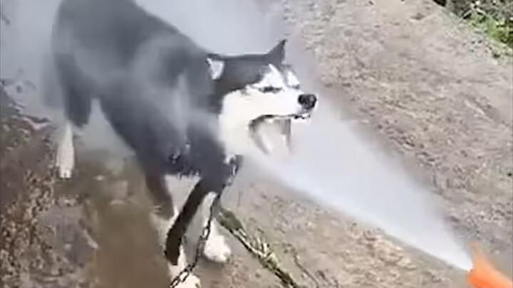 “ 狗的天敌果然是人 ”