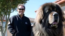 Tibetan Mastiff #huge #animals #dogs ...