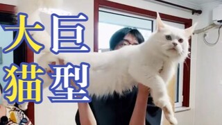 طول جسمه 1.2 متر! عندما يقف القط الكبير ليطلب العناق، شعرتُ بالحرج الشديد حقًا! لا عجب أنه عملاق لطي