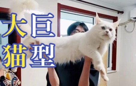 Chiều dài cơ thể 1,2m! Con mèo lớn đứng dậy đòi ôm, thực sự khiến người ta "Bạng Bố Trụ" luôn! Quả k