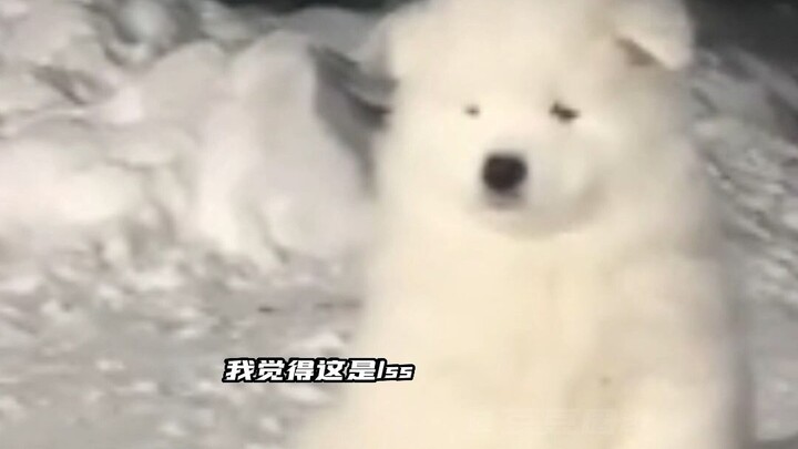 【SNH48/GNZ48】รวมตัวน้อยสายหมาแห่งแม่น้ำแซนน์ ใครจะไม่หลงรักคิ้วหางเหยี่ยวสุดน่ารักกันล่ะ