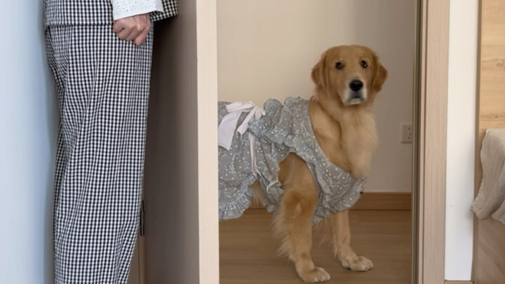 Playing hide-and-seek with the puppy but always getting tricked.