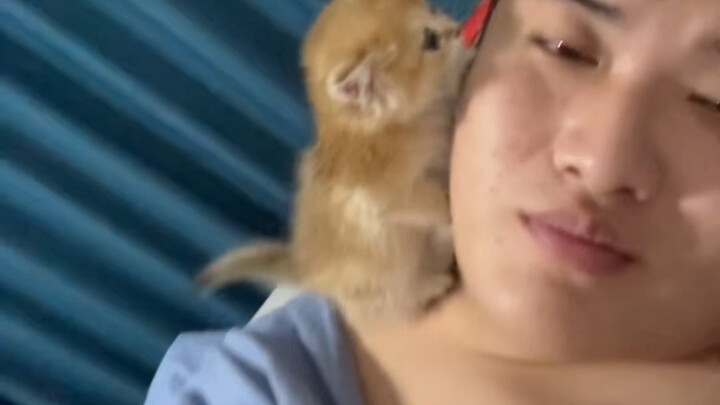 Kesulitan dalam memelihara kucing