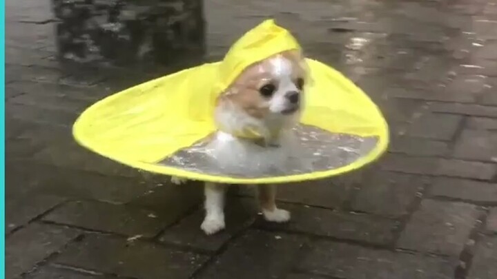 Jas hujan untuk anjing chihuahua