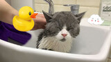 ลูกแมวขี้กลัวไม่ยอมอาบน้ำ ร้องตั้งแต่เริ่มจนจบ