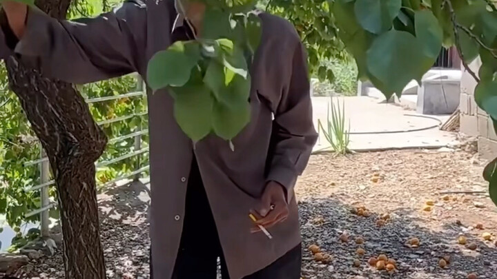 Under the old tree in the courtyard, fruits hang heavy; no trace remains of the little thief who onc